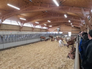 Étude sur la préservation de la qualité cellulaire du lait de chèvre