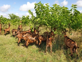 Les arbres fourragers solution nutritive