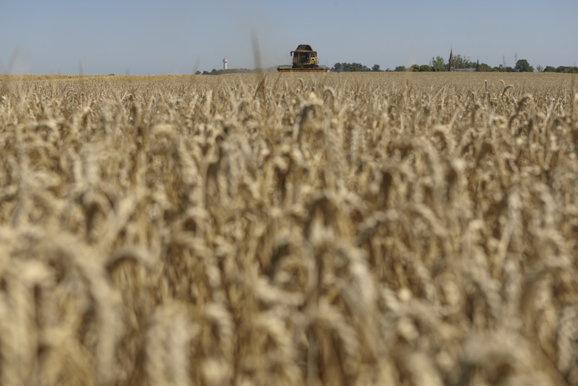 Contrat de solutions maladies du blé tendre