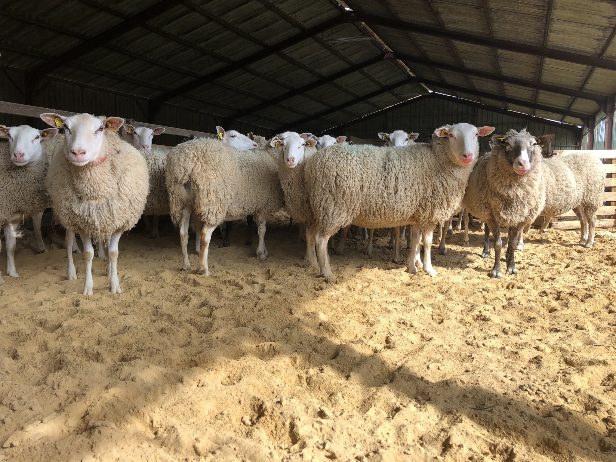 Chronique ovine sur la dolomie