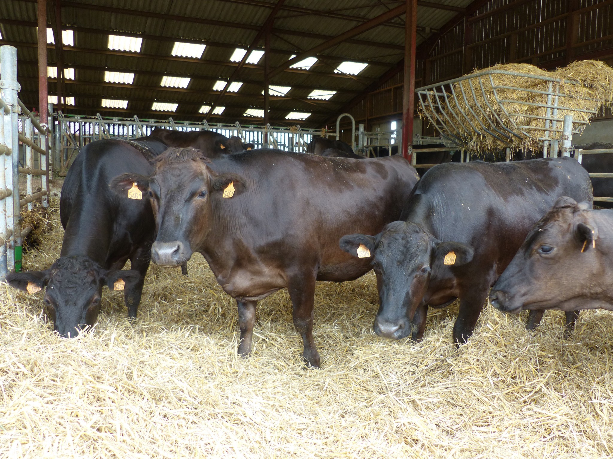 Reportage dans un élevage bovin de race japonaise Wagyu en Ille-et-Vilaine