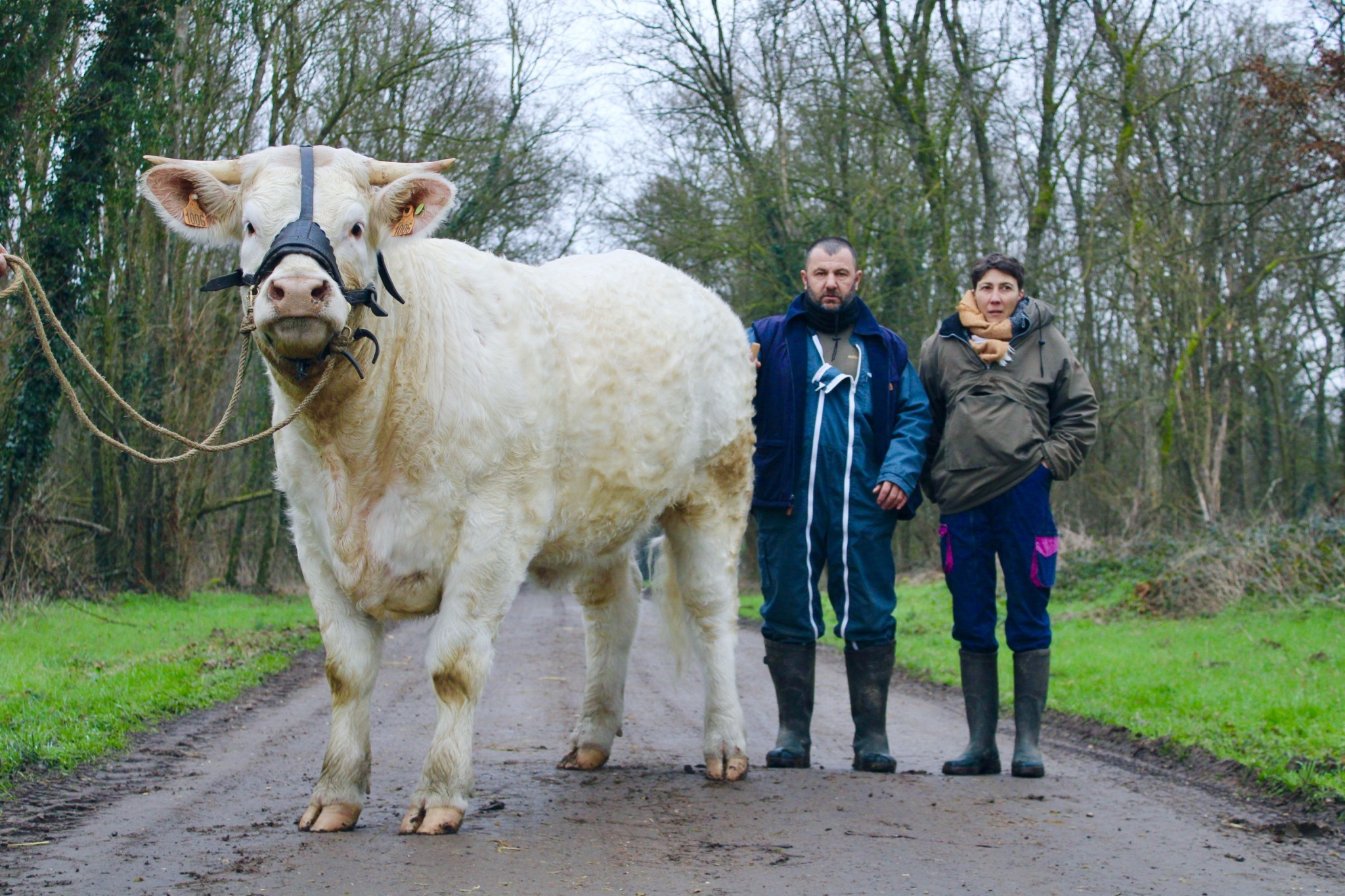 « Le Charolais c'est ma vie »