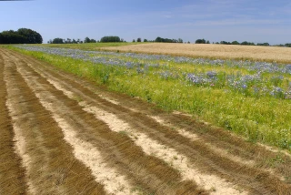 Renforcer la régulation naturelle des bio-agresseurs