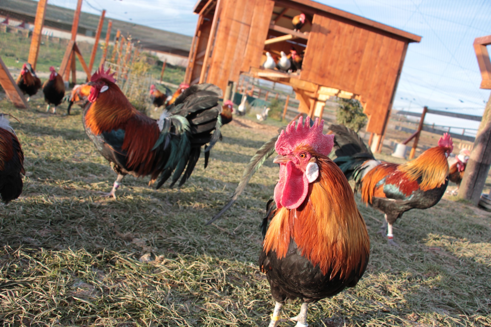 Le coq gaulois retrouve fière allure