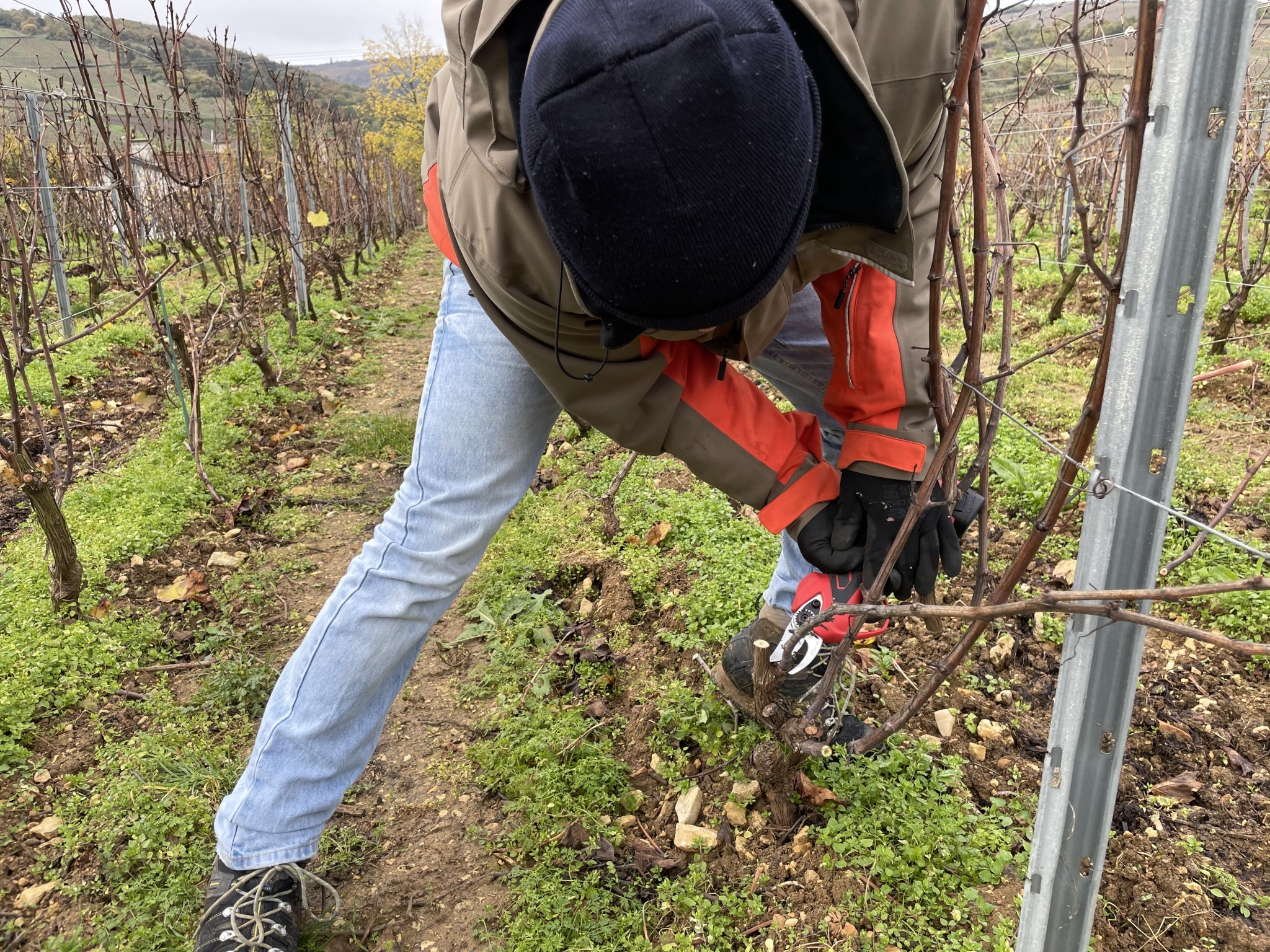 La viticulture bio face au changement climatique