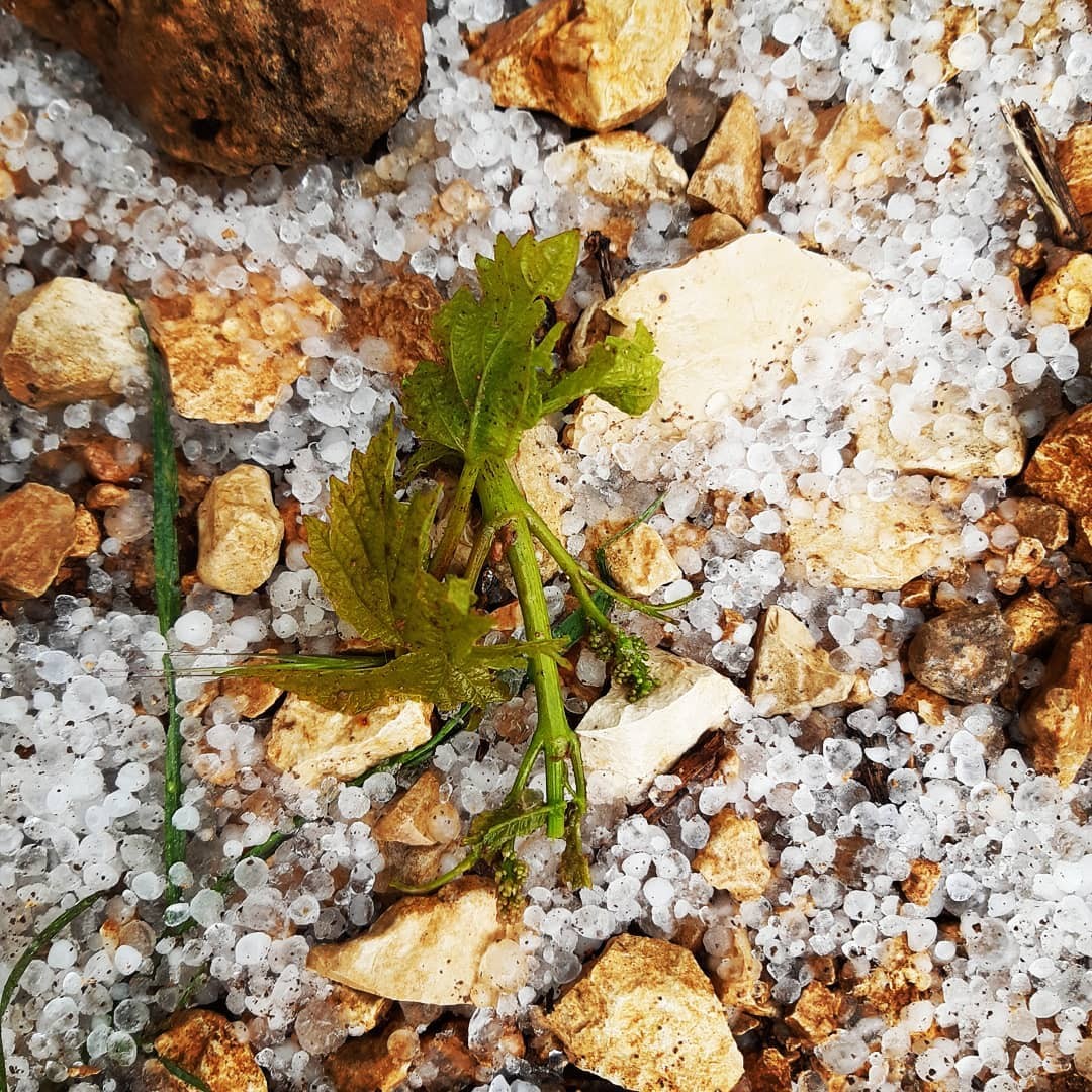 Pertes de récoltes prairies et parcours