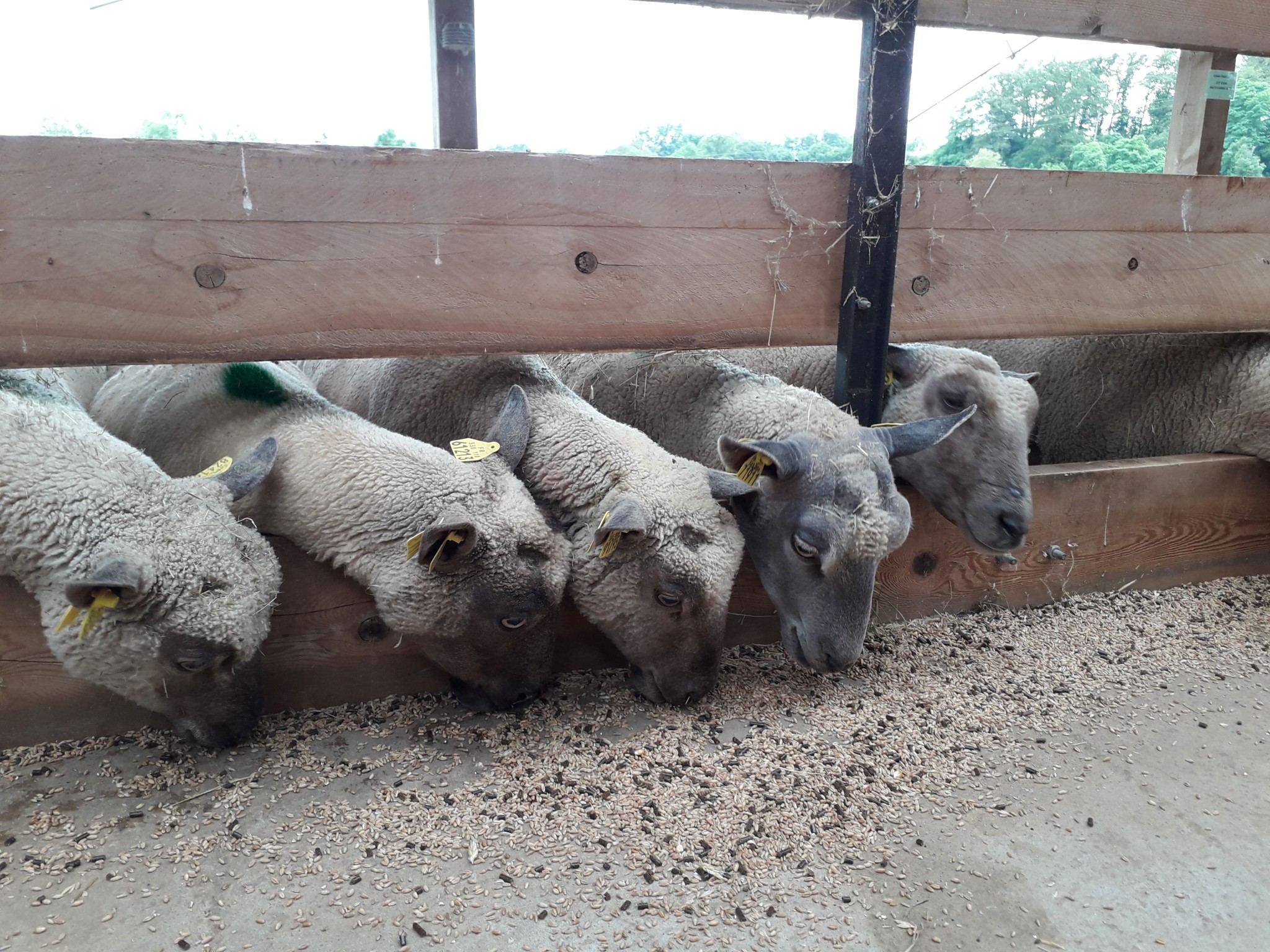 Distribuer le concentré le matin avec du fourrage à volonté