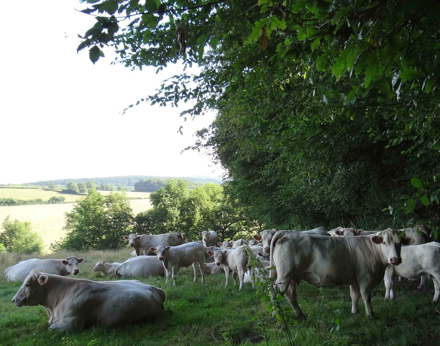 L'importance d'assurer ses prairies