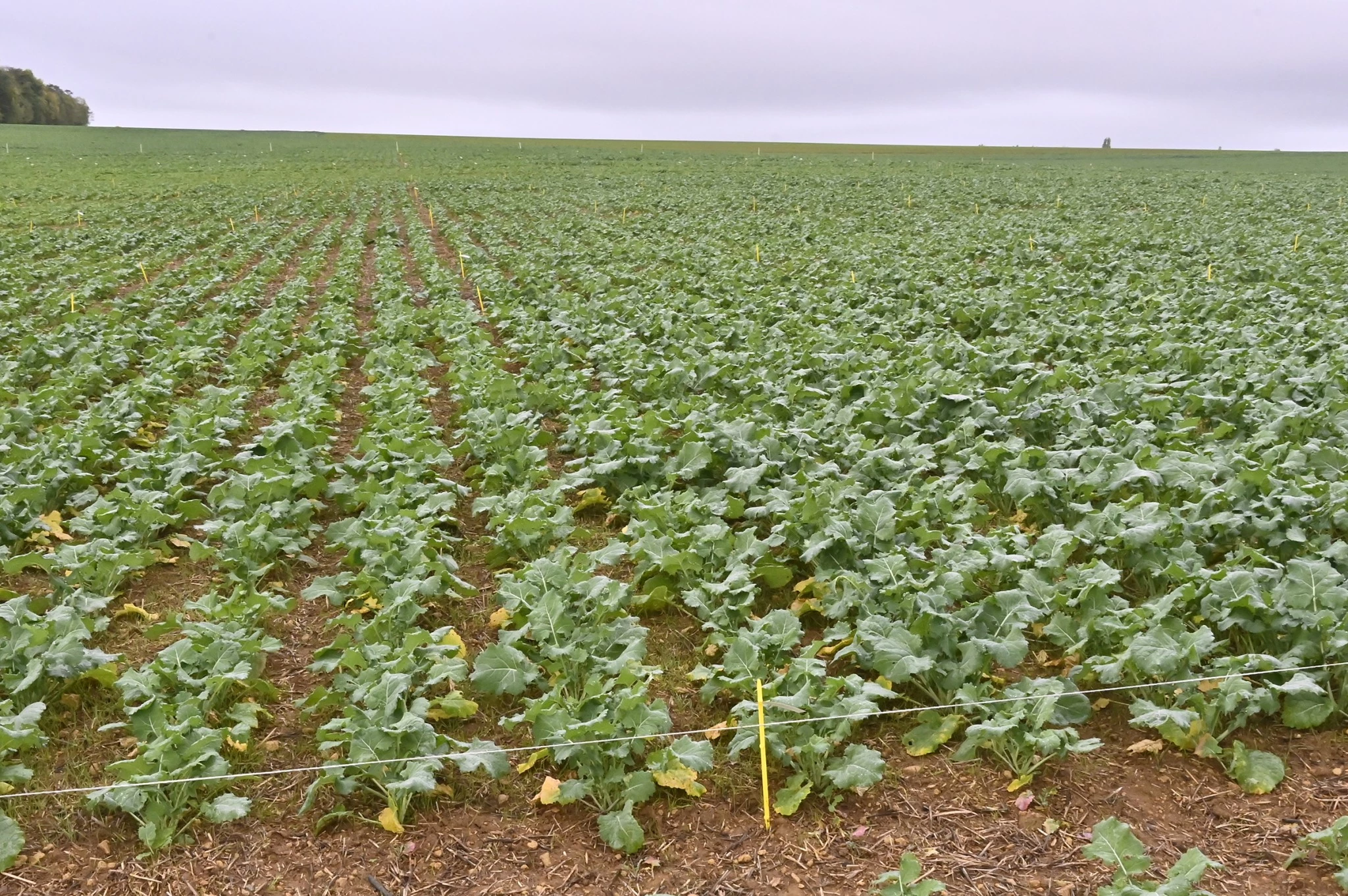 photo illustration 2