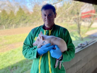 Dans le cochon, tout est bon