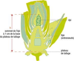 Blé : le stade épi 1 cm, étape à ne pas rater