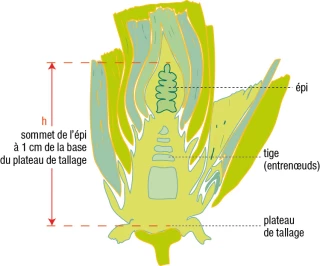 Blé : le stade épi 1 cm, étape à ne pas rater