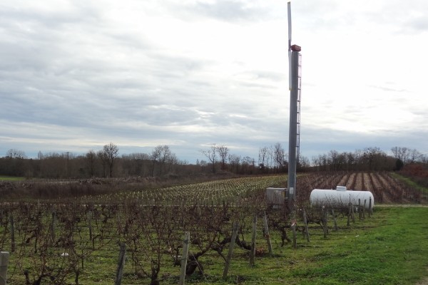 Dossier vignes : contre le gel, la solution des éoliennes