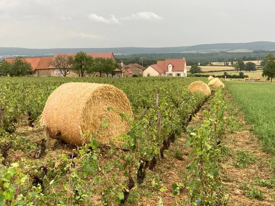 Dossier vignes : réagir face à la puissance croissante des orages de grêle