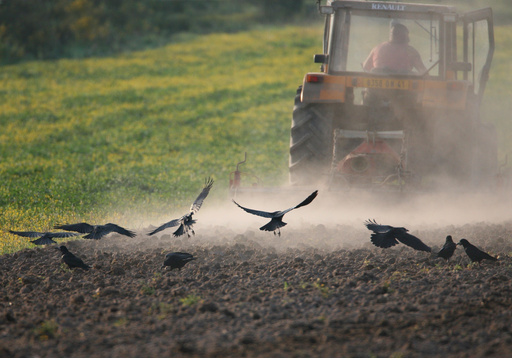 Bilan du Groupe corvidés 58