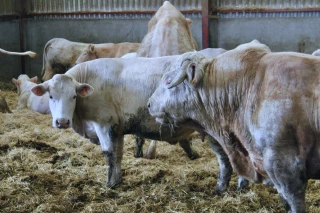 Le GDS 58 alerte les éleveurs