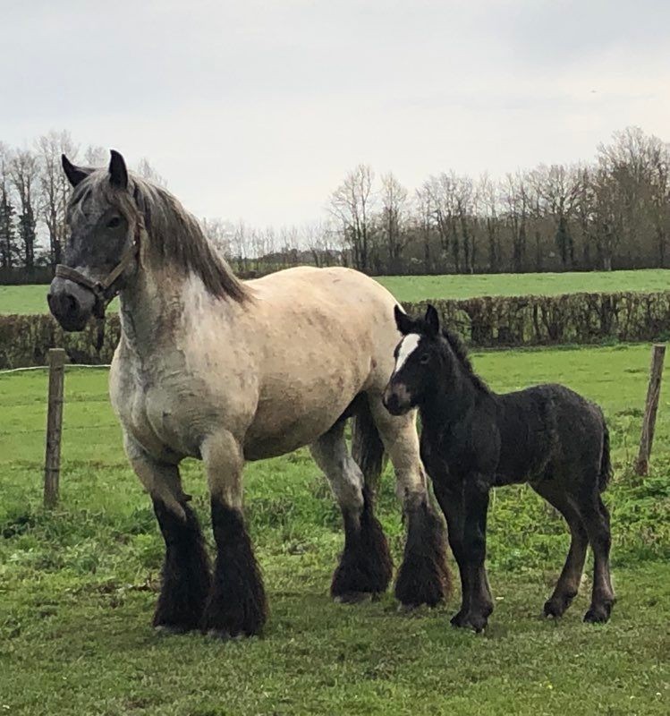 Népal de Cissey, né le 12 mars, appartenant à la SCEA Gaugey Père et Fils (Merceuil).