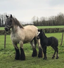 Népal de Cissey, né le 12 mars, appartenant à la SCEA Gaugey Père et Fils (Merceuil).