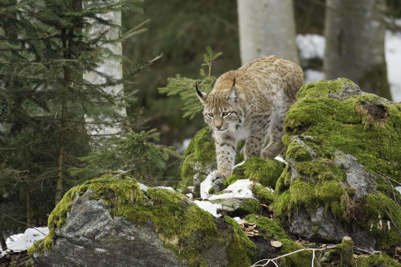 La Nièvre signale la présence du lynx