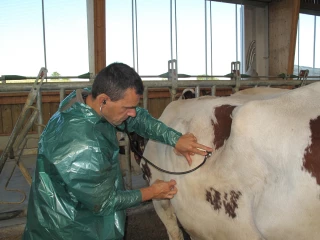 Dans la Nièvre et l'Yonne, une enquête sur les risques de désertification vétérinaire