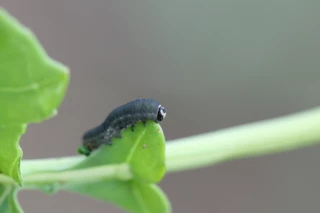 Une formation sur les insectes ravageurs et auxiliaires en grandes cultures