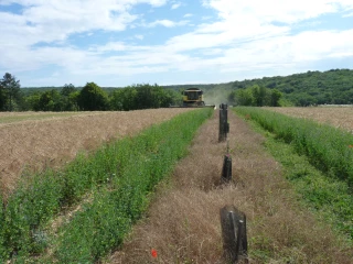 Les pépinières Naudet disposent d'un véritable outil de promotion de l'agroforesterie