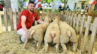 Un chouette petit concours