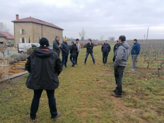 Viticulture