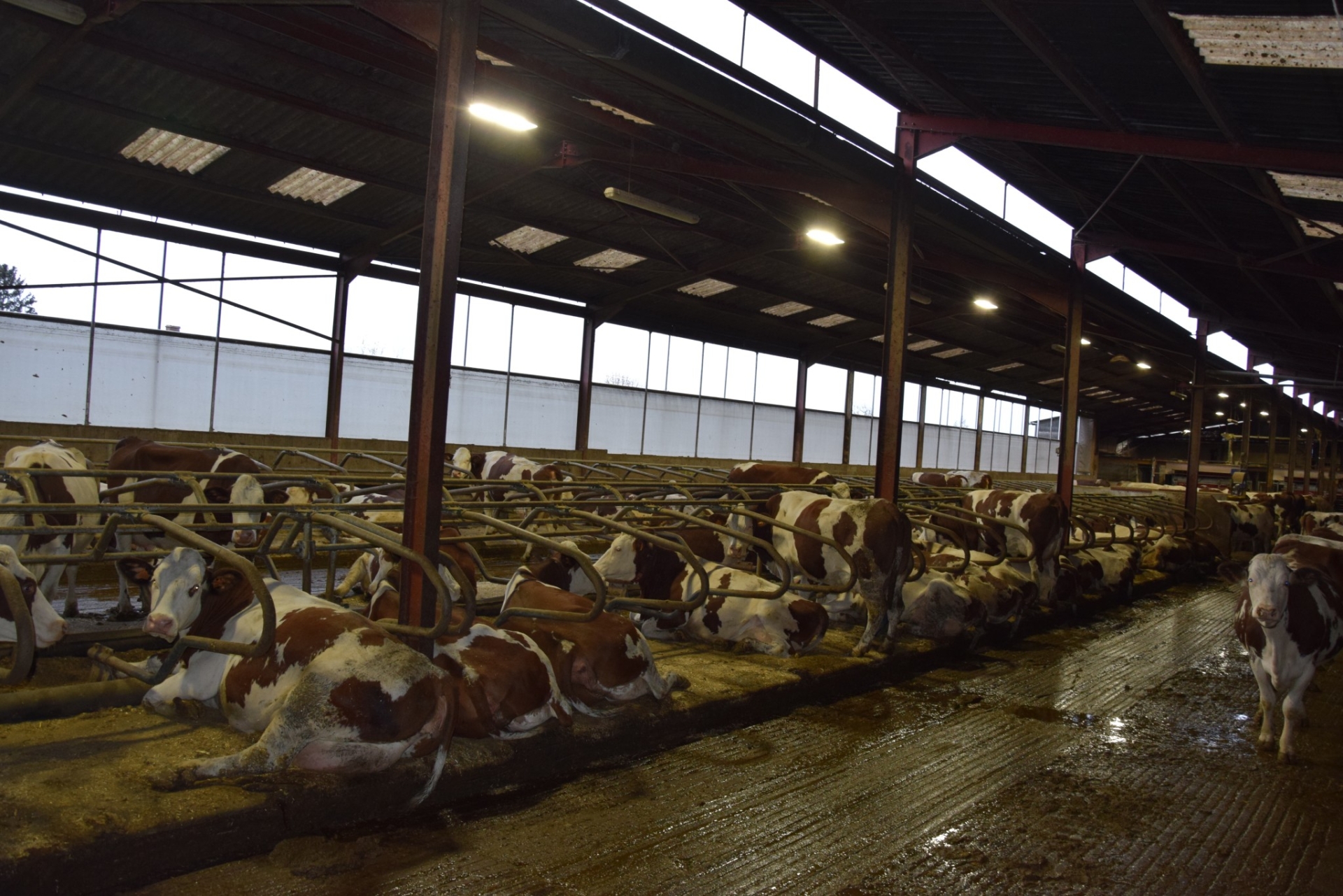 Le défi du rafraîchissement des vaches en élevage laitier