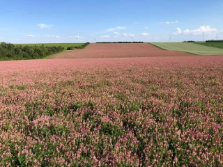 Le sainfoin intéresse de plus en plus