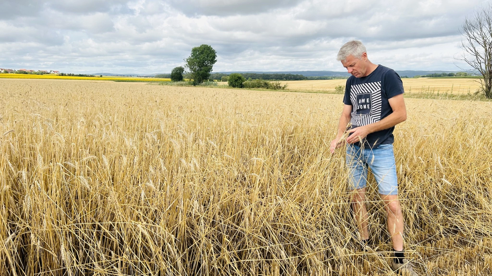 Des grêlons, mais une belle moisson