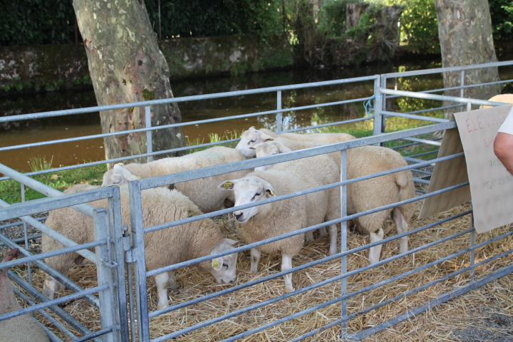 Foire concours d'ovins reproducteurs