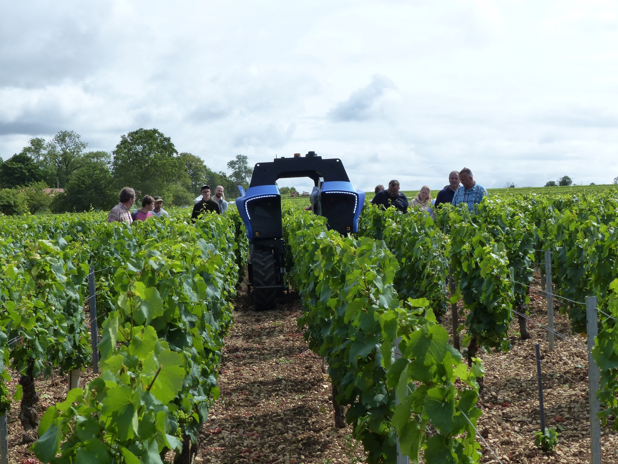 Vignes