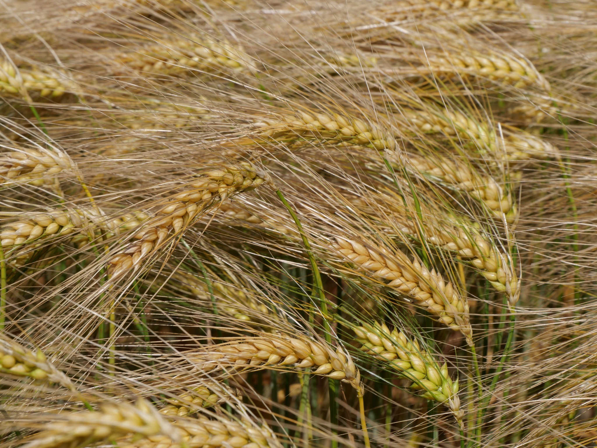 Les malteurs et brasseurs placent les variétés tolérantes à la JNO sur leur feuille de route