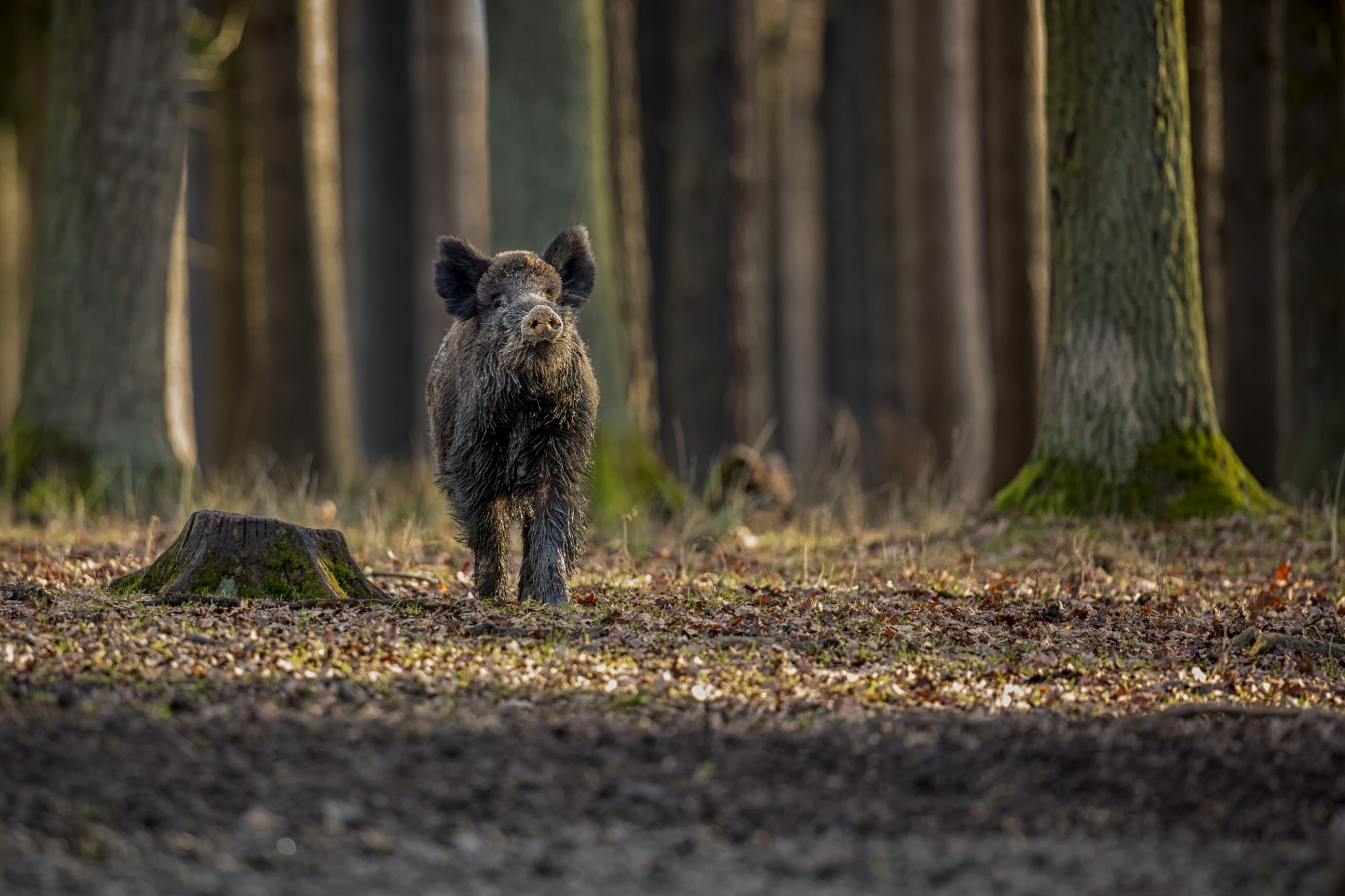 Chasse