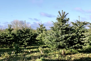 Sécheresse sur les sapins de noël