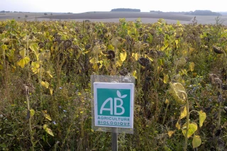 AB