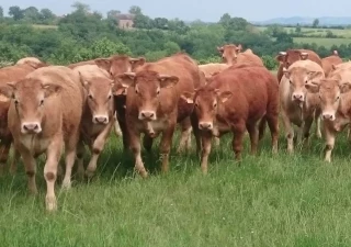 L'Union européenne en décalage avec le marché mondial de la viande bovine