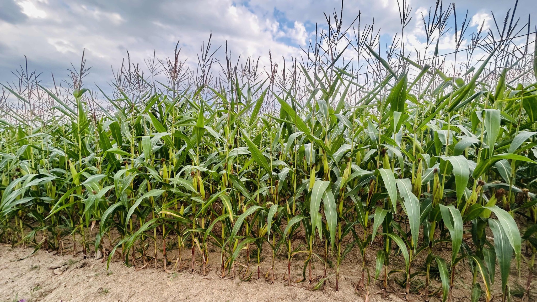 Le maïs ensilage s'est-il « retapé » ?