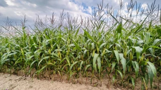 Le maïs ensilage s'est-il « retapé » ?