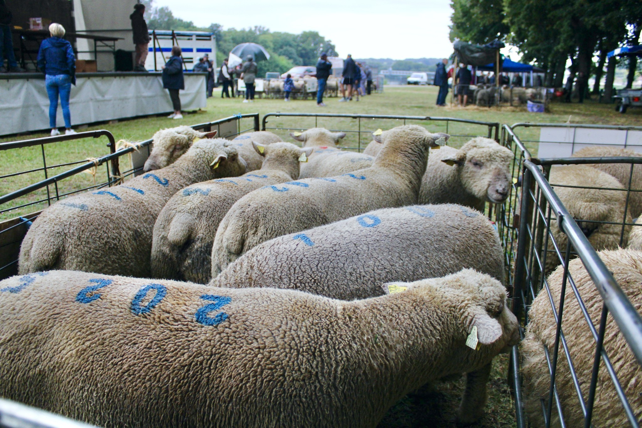 Des races et des prix à Decize