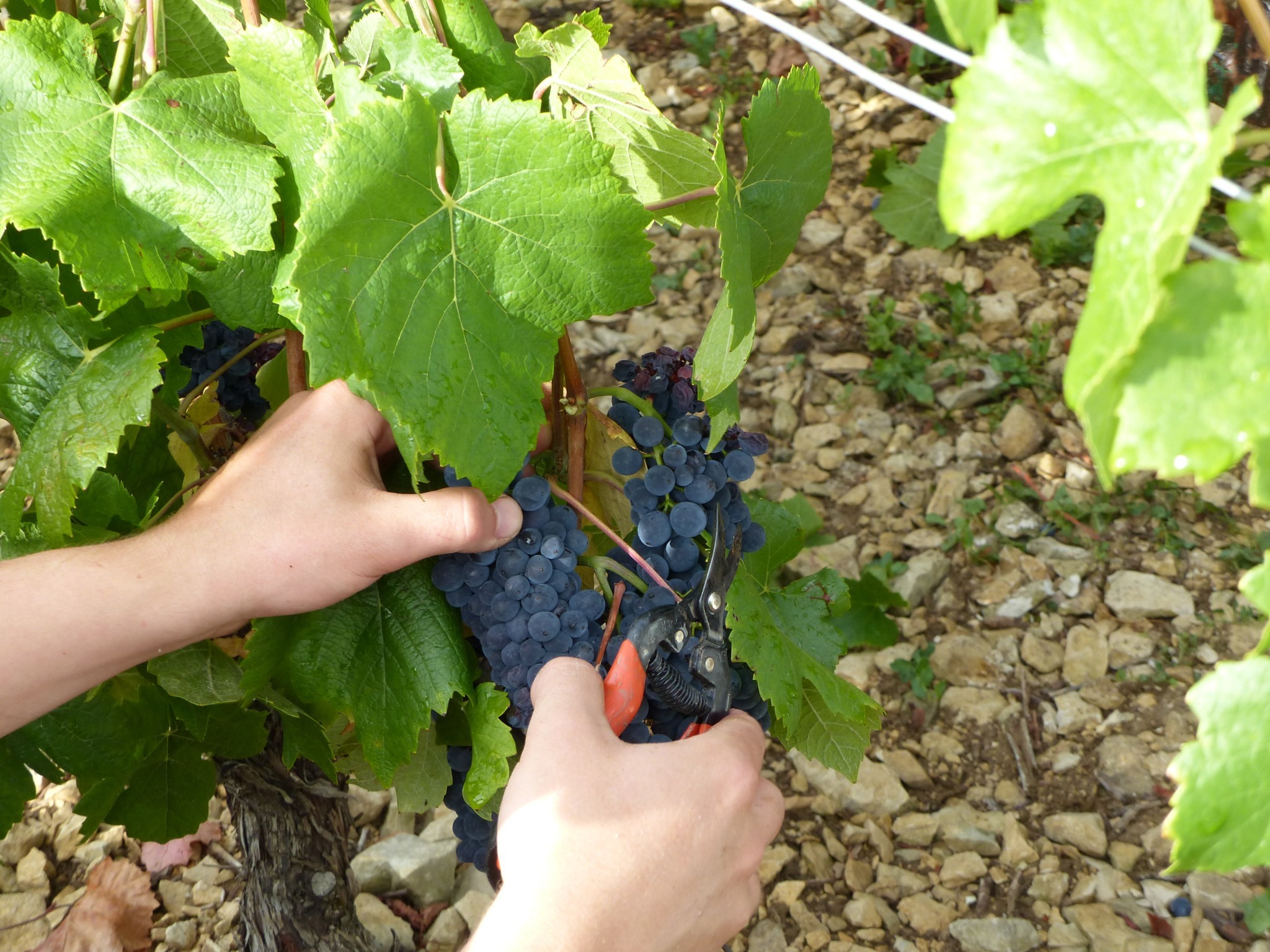Vendanges