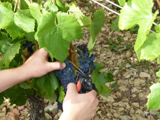 Vendanges
