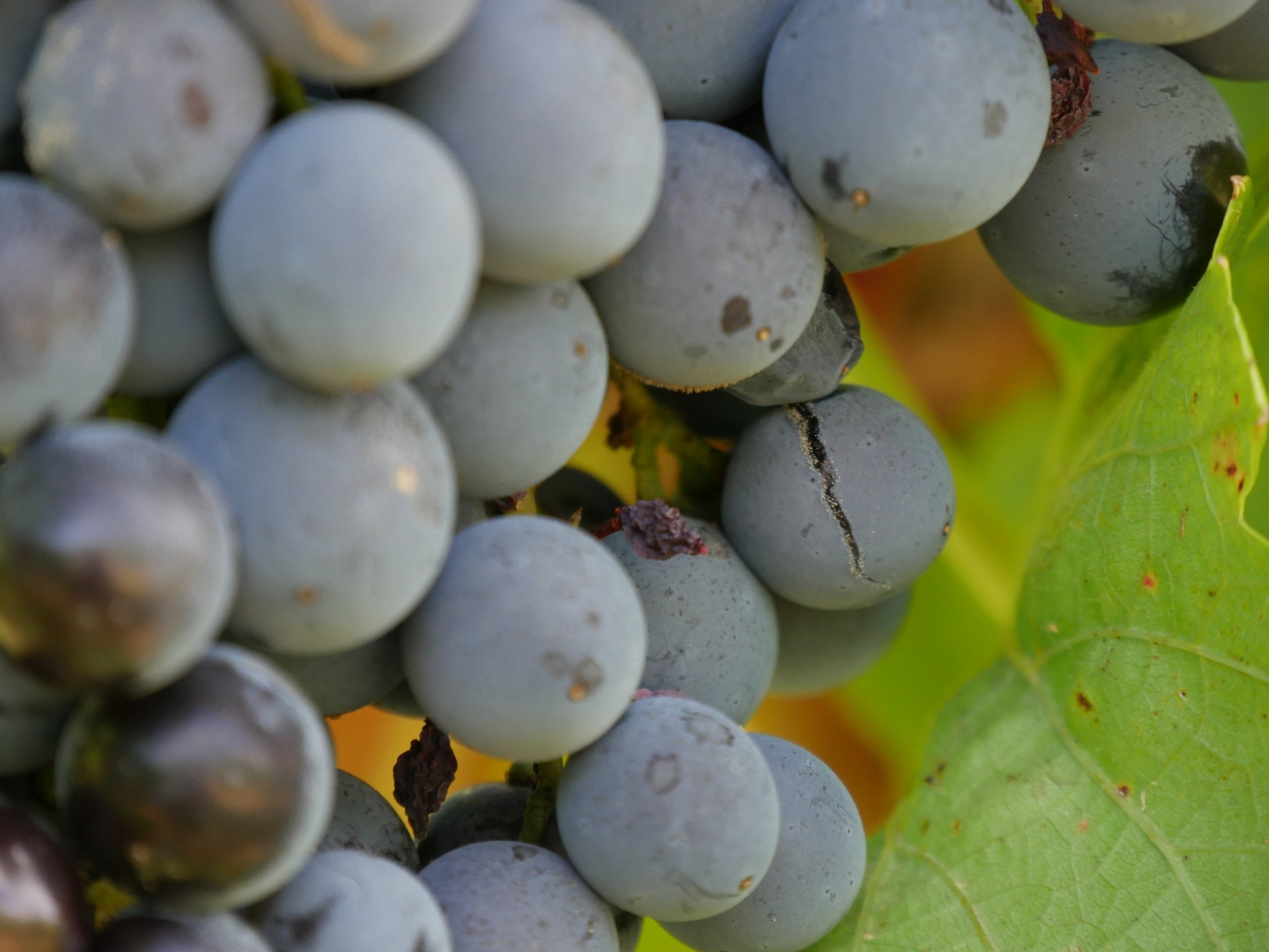 Deux décisions importantes en faveur de la viticulture