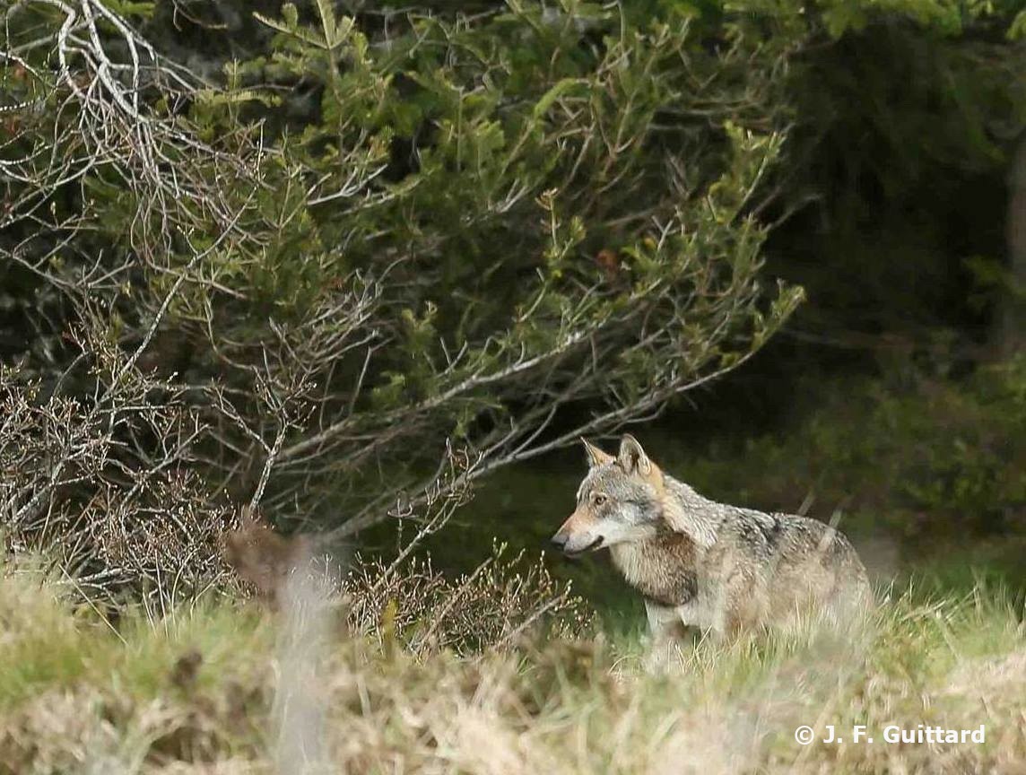 Loup
