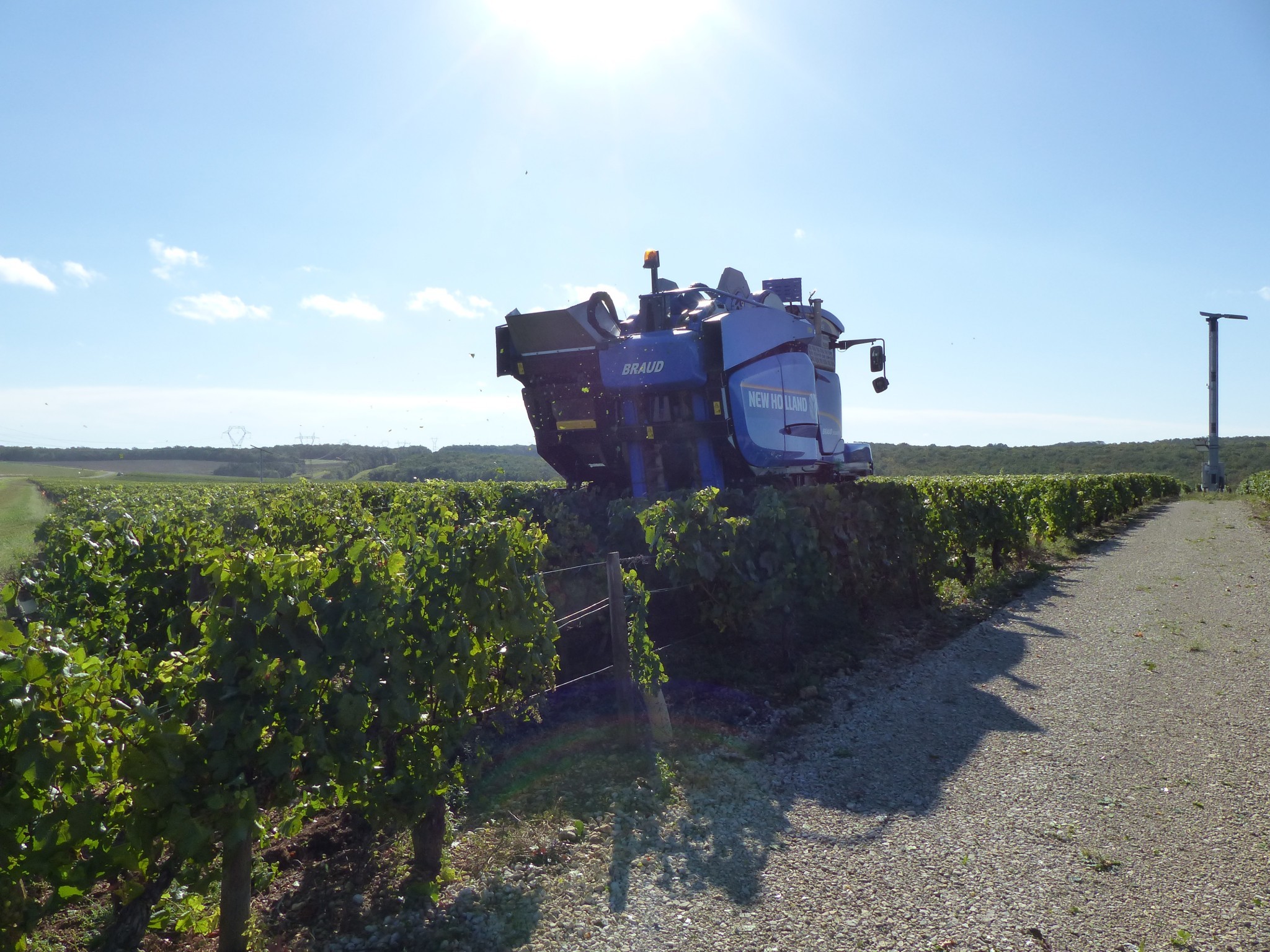 Vendanges