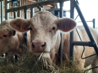 Une rentrée de belle ampleur pour le GIE Charolais Évaluation