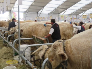 Le Berceau des races à viande du Massif central interpelle le gouvernement