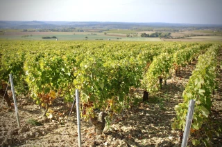 Au cœur des vendanges 