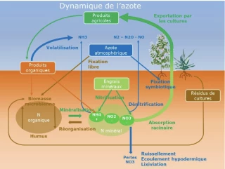 Une bonne appréhension du cycle de l'azote permet d'améliorer la fertilité des sols